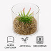 REGENT ARTIFICIAL SUCCULENT IN A CLEAR GLASS - SMALL