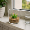 REGENT ARTIFICIAL SUCCULENT IN A CLEAR GLASS - SMALL
