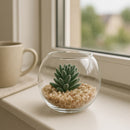 REGENT ARTIFICIAL SUCCULENT IN A CLEAR GLASS SPHERE - SMALL