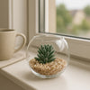 REGENT ARTIFICIAL SUCCULENT IN A CLEAR GLASS SPHERE - SMALL