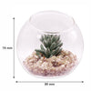 REGENT ARTIFICIAL SUCCULENT IN A CLEAR GLASS SPHERE - SMALL