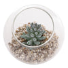 REGENT ARTIFICIAL SUCCULENT IN A CLEAR GLASS SPHERE - SMALL