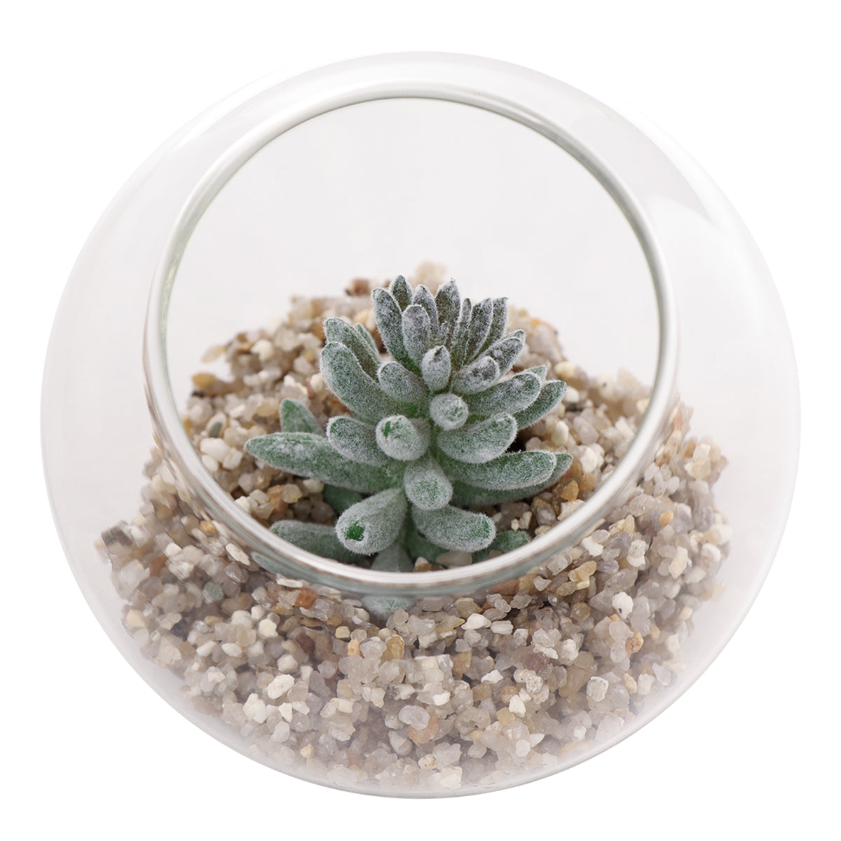 REGENT ARTIFICIAL SUCCULENT IN A CLEAR GLASS SPHERE - SMALL