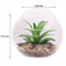 REGENT ARTIFICIAL SUCCULENT IN A CLEAR GLASS SPHERE - LARGE