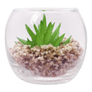REGENT ARTIFICIAL SUCCULENT IN A CLEAR GLASS POT - SMALL, (80MM DIAX68MM)