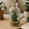 REGENT ARTIFICIAL SUCCULENT IN A CLEAR GLASS BOTTLE