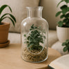 REGENT ARTIFICIAL SUCCULENT IN A CLEAR GLASS BOTTLE