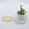 REGENT DISPOSABLE WOODEN BOATS MINI 20PK, 115MM