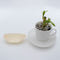 REGENT DISPOSABLE WOODEN BOATS 20PCS, (115X70MM)